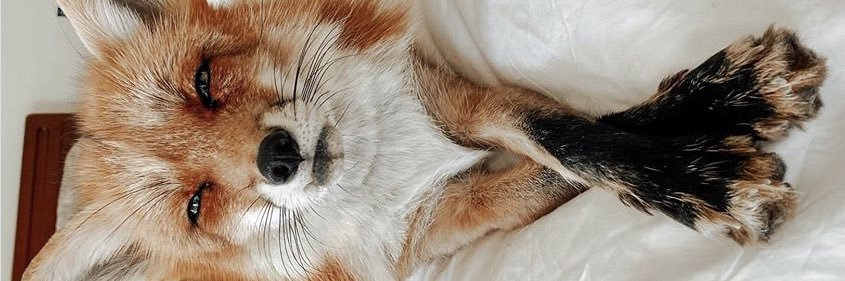 burcugogenn's profile banner image