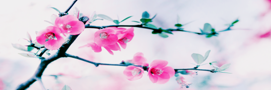 reasonbruthales's profile banner image