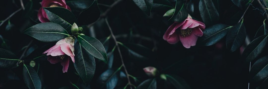 MiWils96's profile banner image
