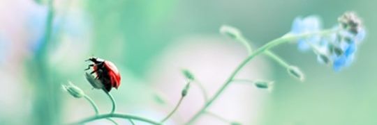 WattpadForum's profile banner image