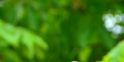 Arif Satriani banner
