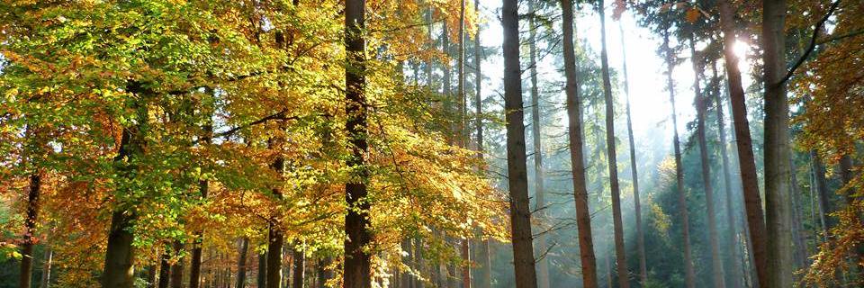 AnneMarieSlaa's profile banner image