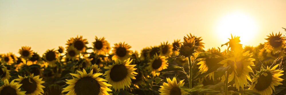 Moms_Robin 🌼🖊🐶🕊🟦🇺🇦 banner