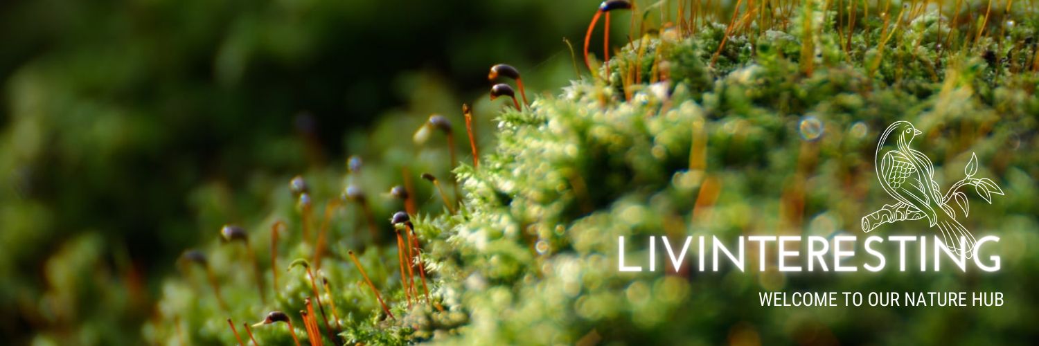 Livinteresting banner