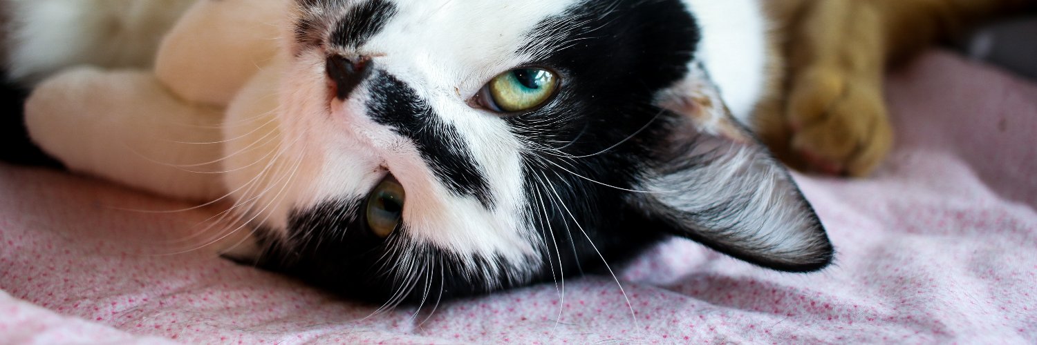 HappyCatGR's profile banner image