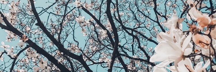 canissajune's profile banner image