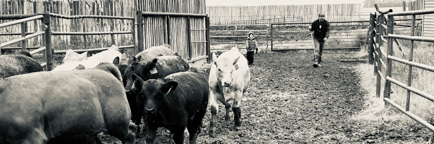 WilliamsMaston's profile banner image