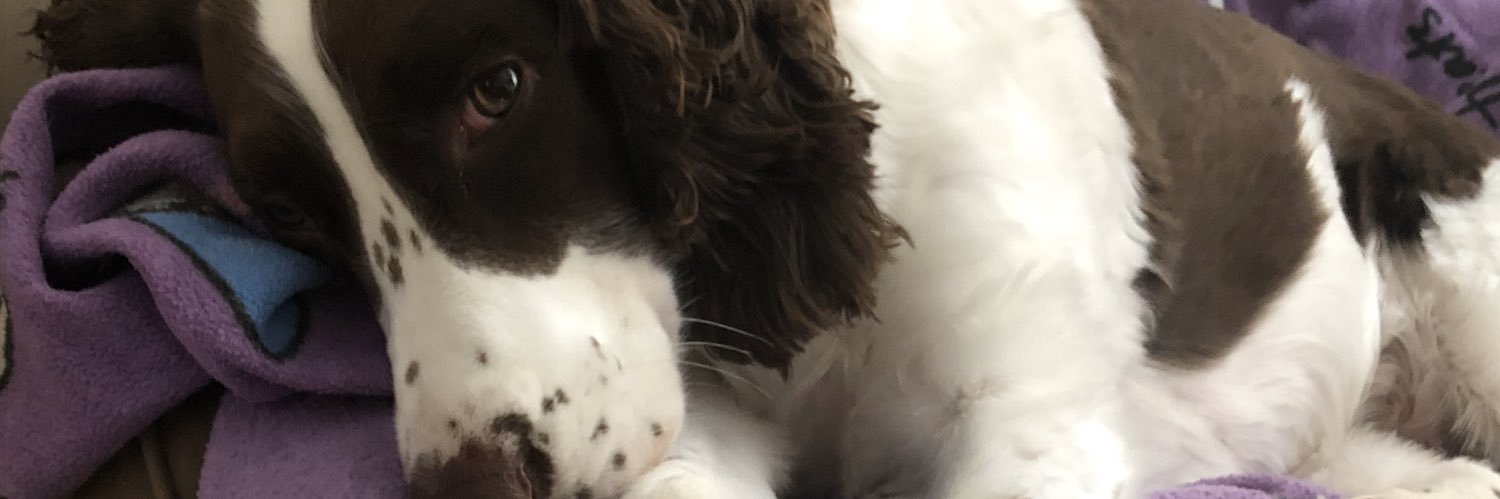 Lol_lizzwould's profile banner image