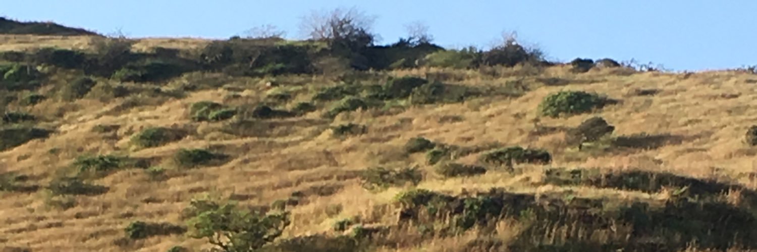 ALISUHAILMUHD's profile banner image