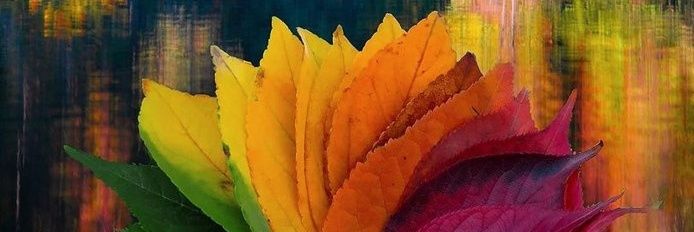 Avi. S banner