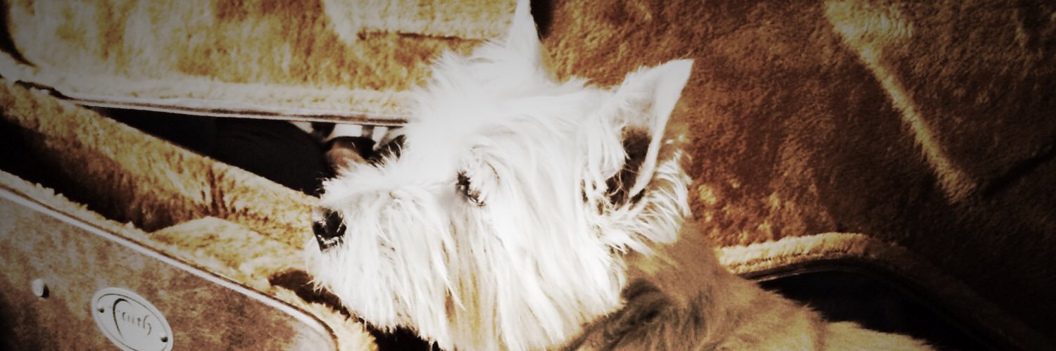 reidybel's profile banner image