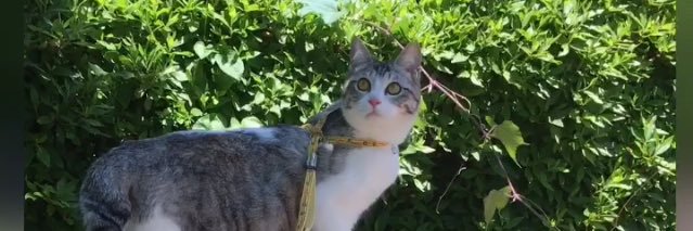LLadyMIMI's profile banner image