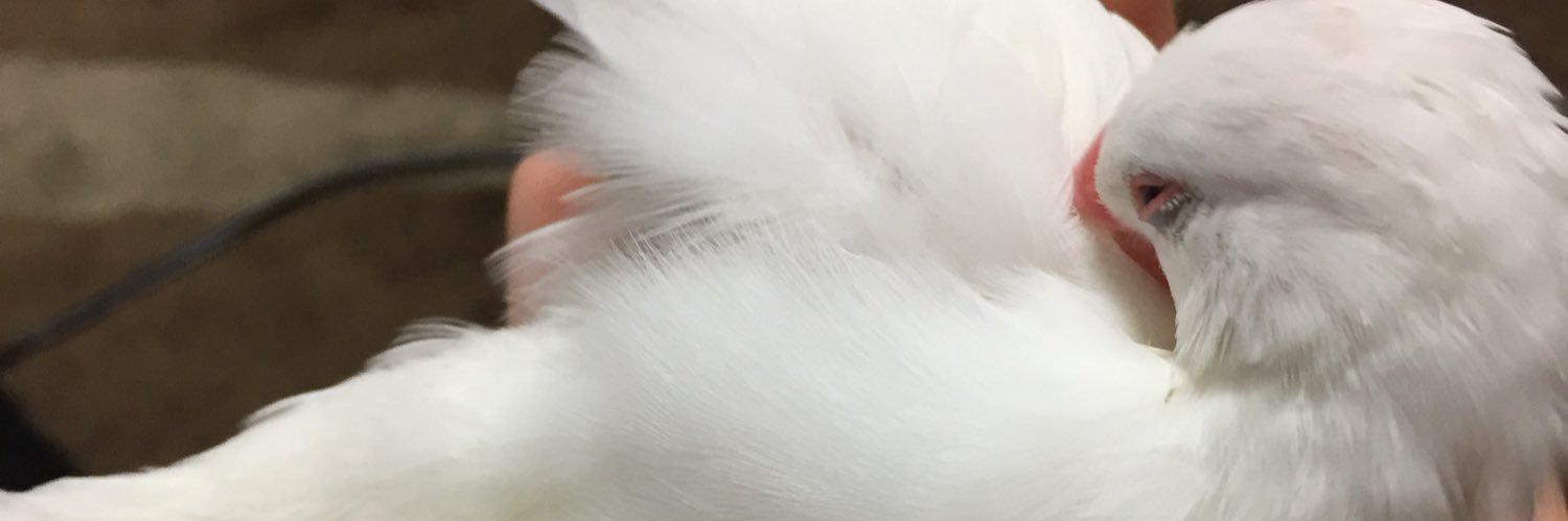 わんこそば banner