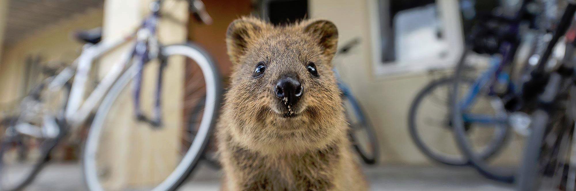 A happier day banner