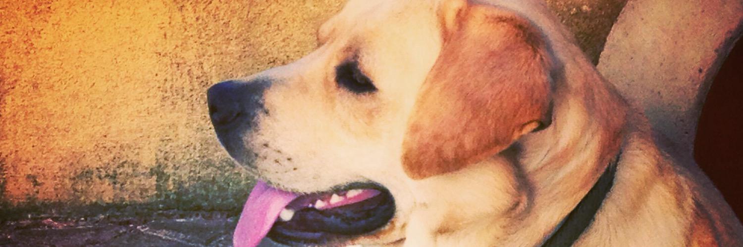 Andreia Pereira banner