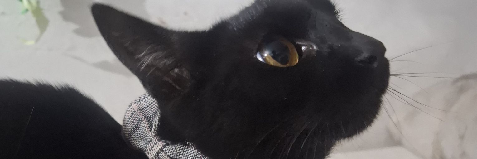 _M_deMonster's profile banner image
