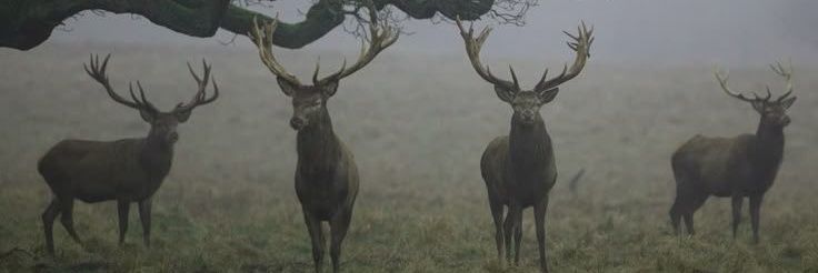 ecekanikk's profile banner image