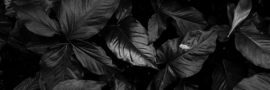 Cinds banner