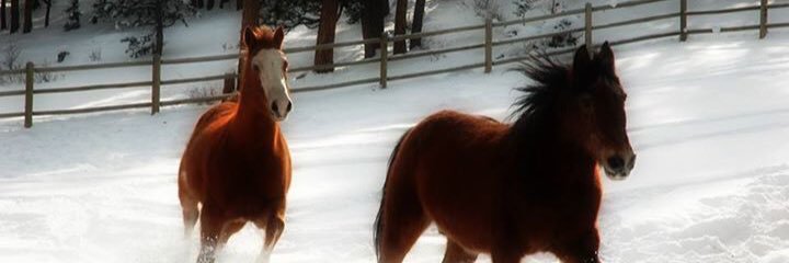 SimonsKellsie's profile banner image