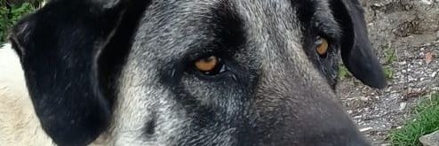 AsalTaner's profile banner image