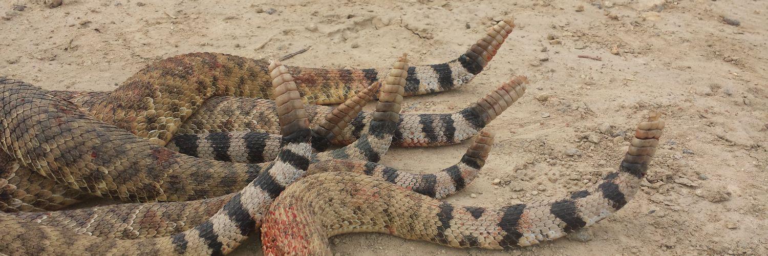 rattlerdan314's profile banner image