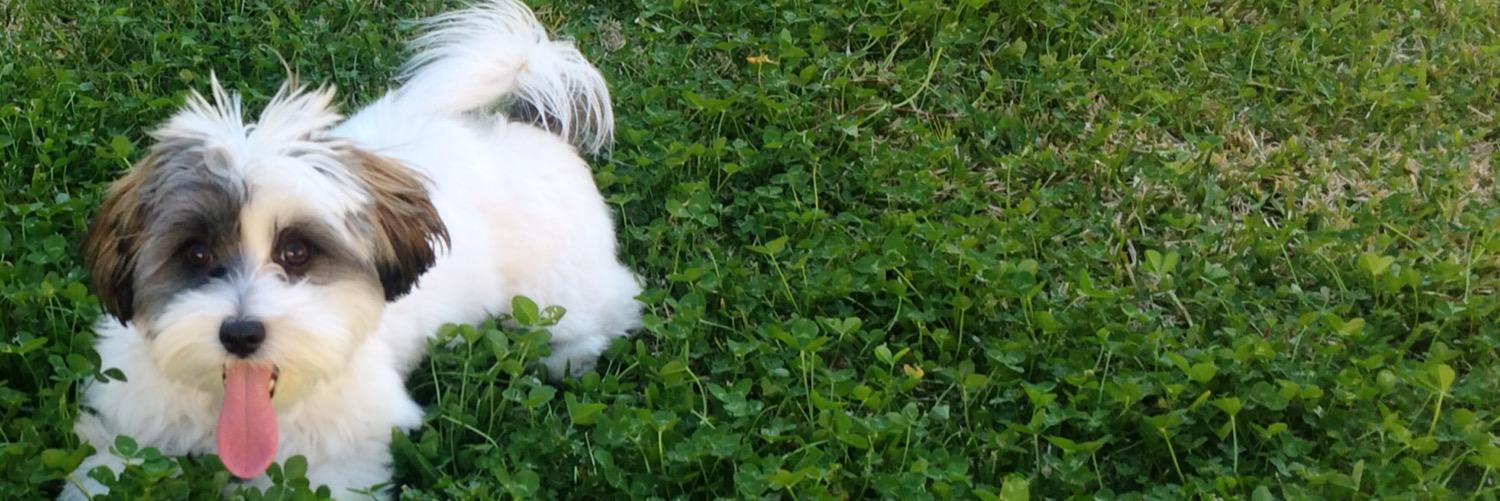Pippa_TheDog's profile banner image