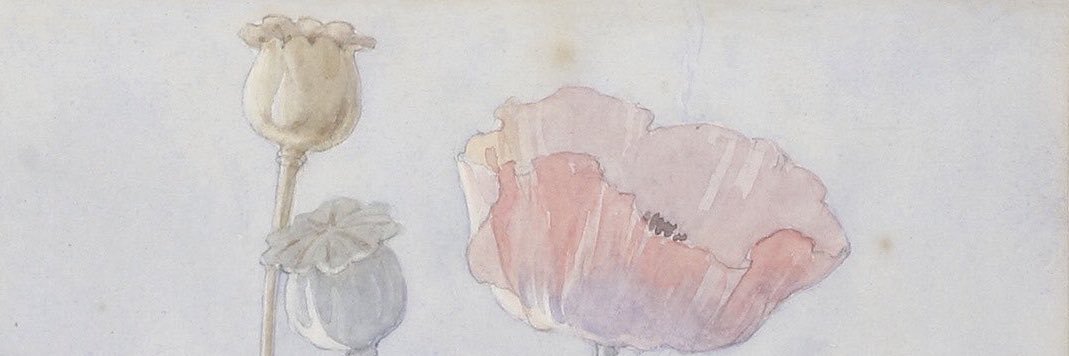 🦋 banner