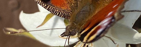 rchrc Profile Banner