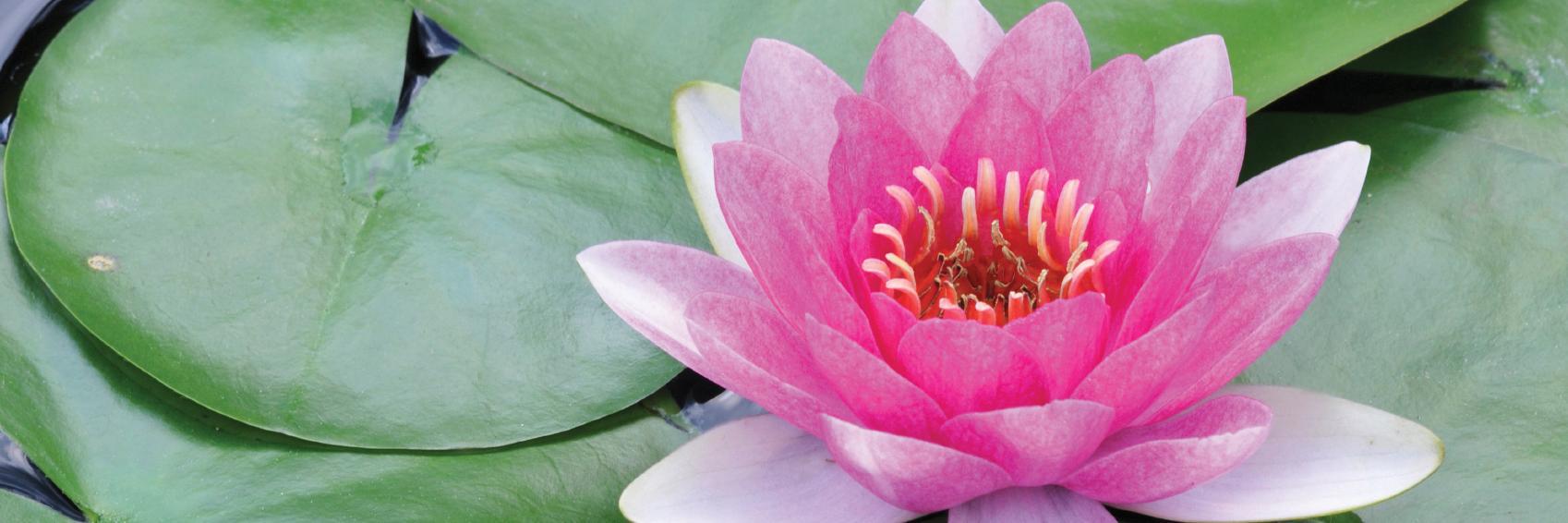 Center for Mindfulness and Compassion at CHA banner