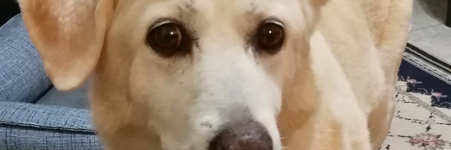JoChappelle's profile banner image