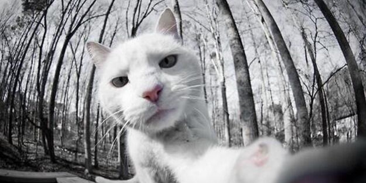 StupidMeow's profile banner image