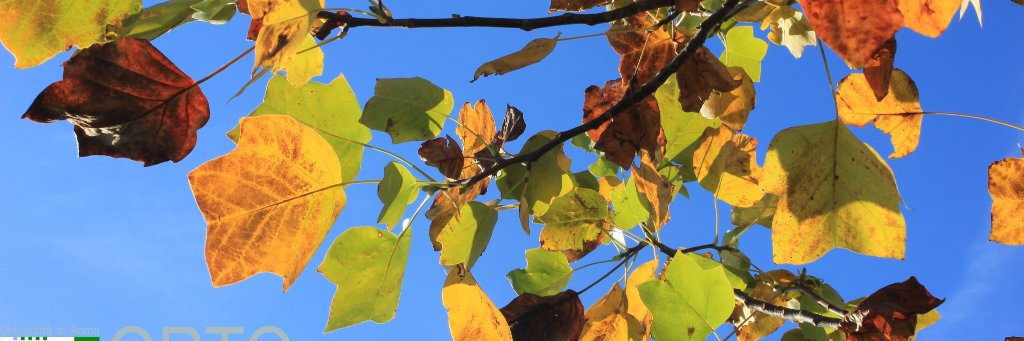 OrtoBotanicoRM's profile banner image