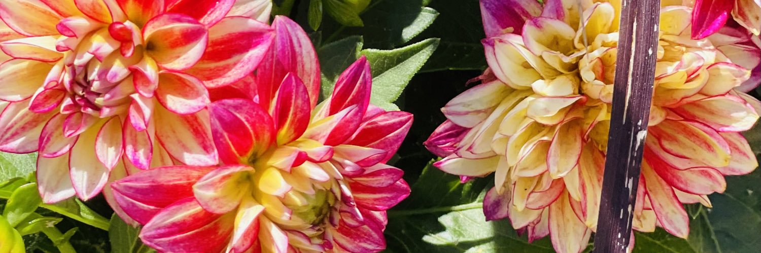 CelestePonce's profile banner image