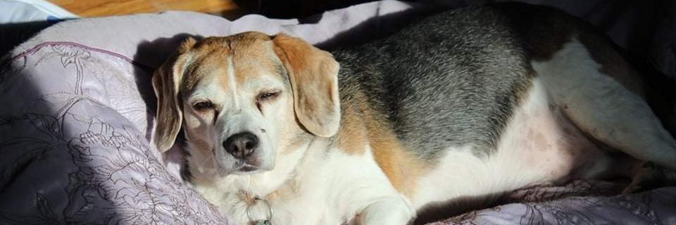 The Real Gerber Baby banner