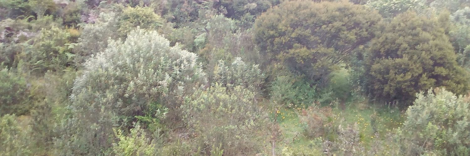 mtuaneca's profile banner image