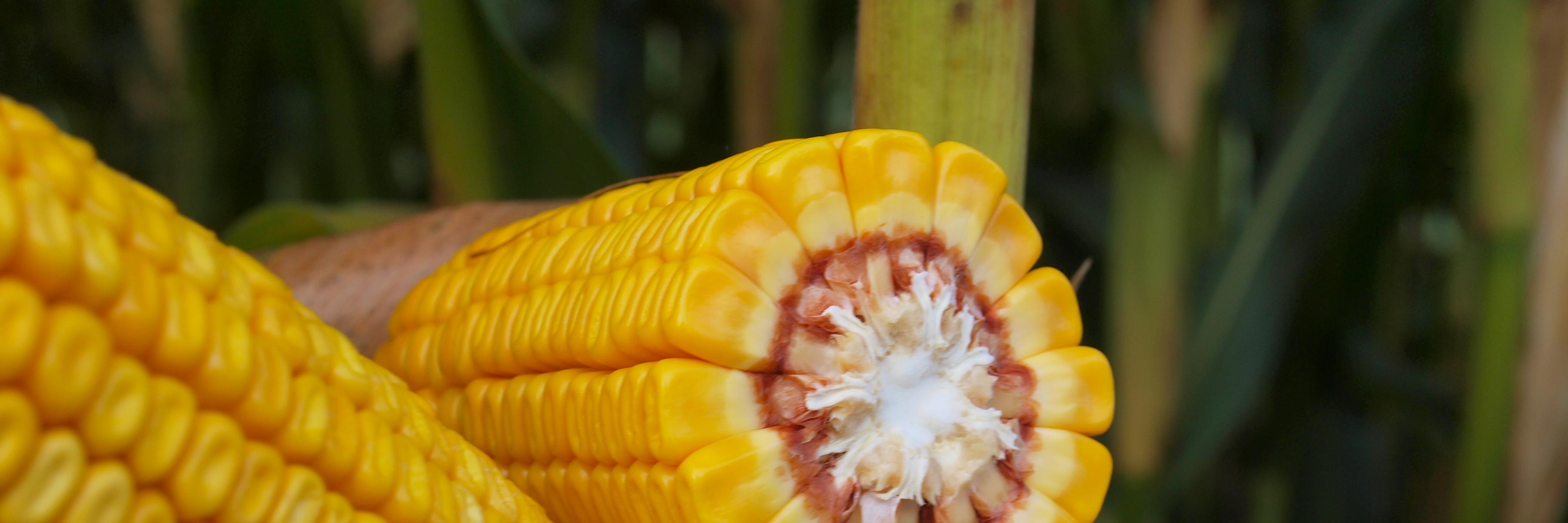 Regis Fournier banner