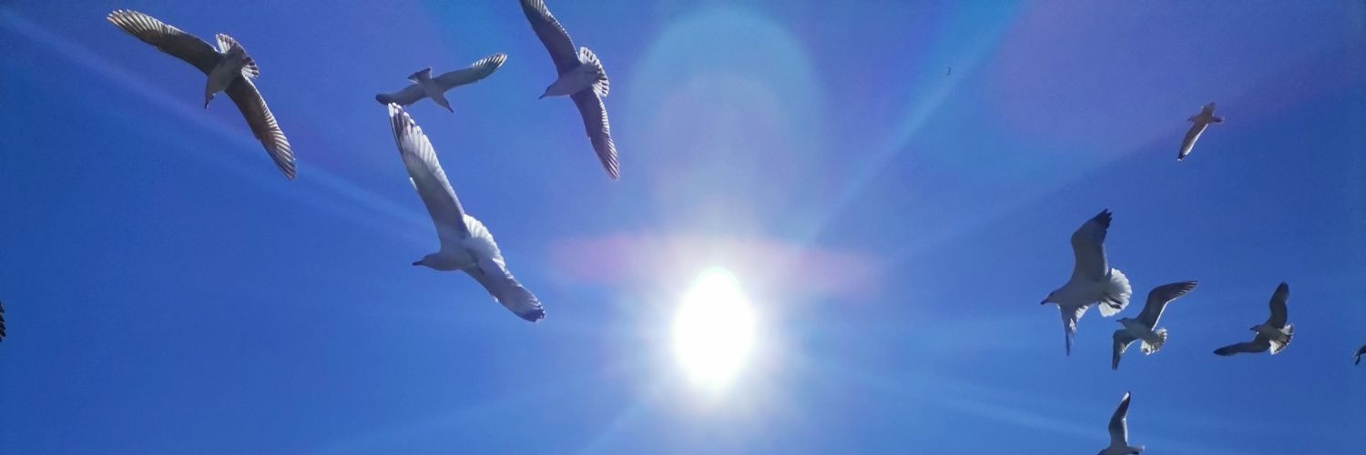yasemin banner