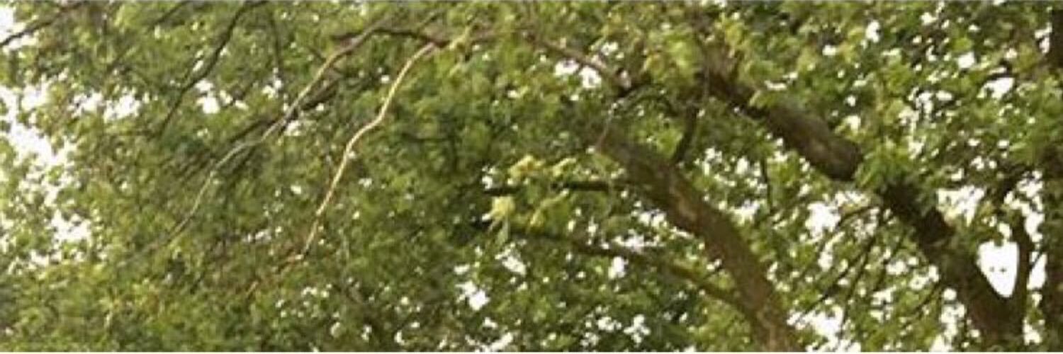 fedorasugg's profile banner image