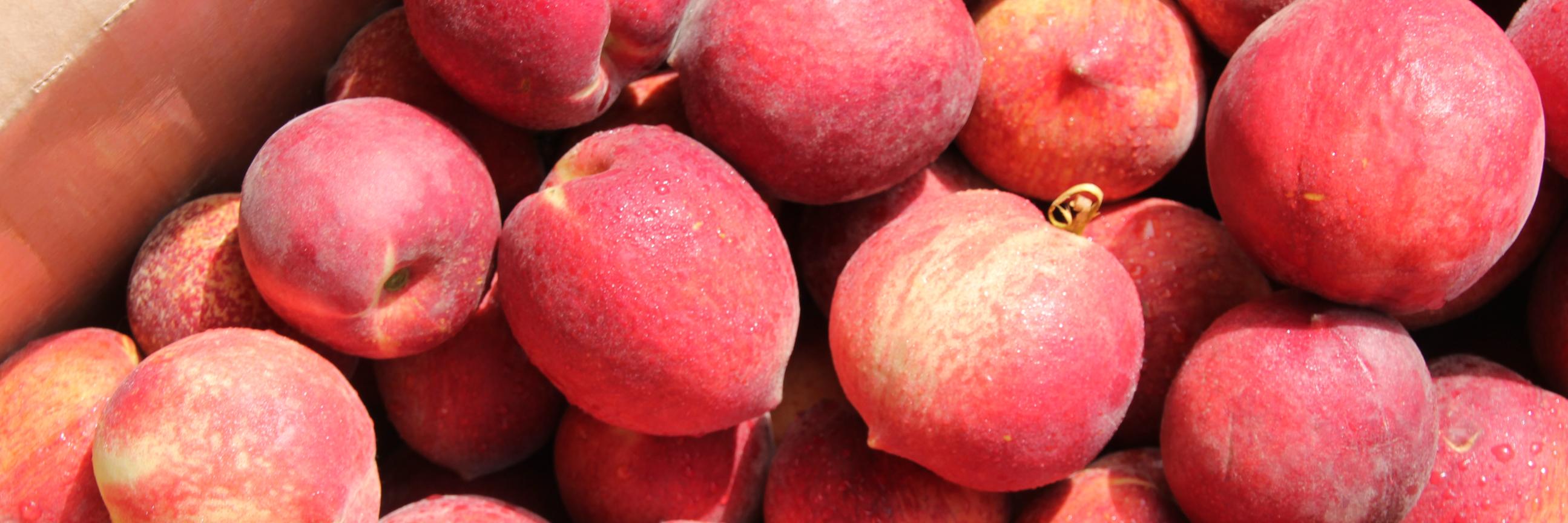 SC Peach Council banner