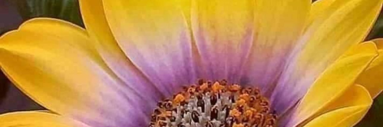 Ma. Teresa Herrera banner