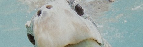 anaknilourse's profile banner image