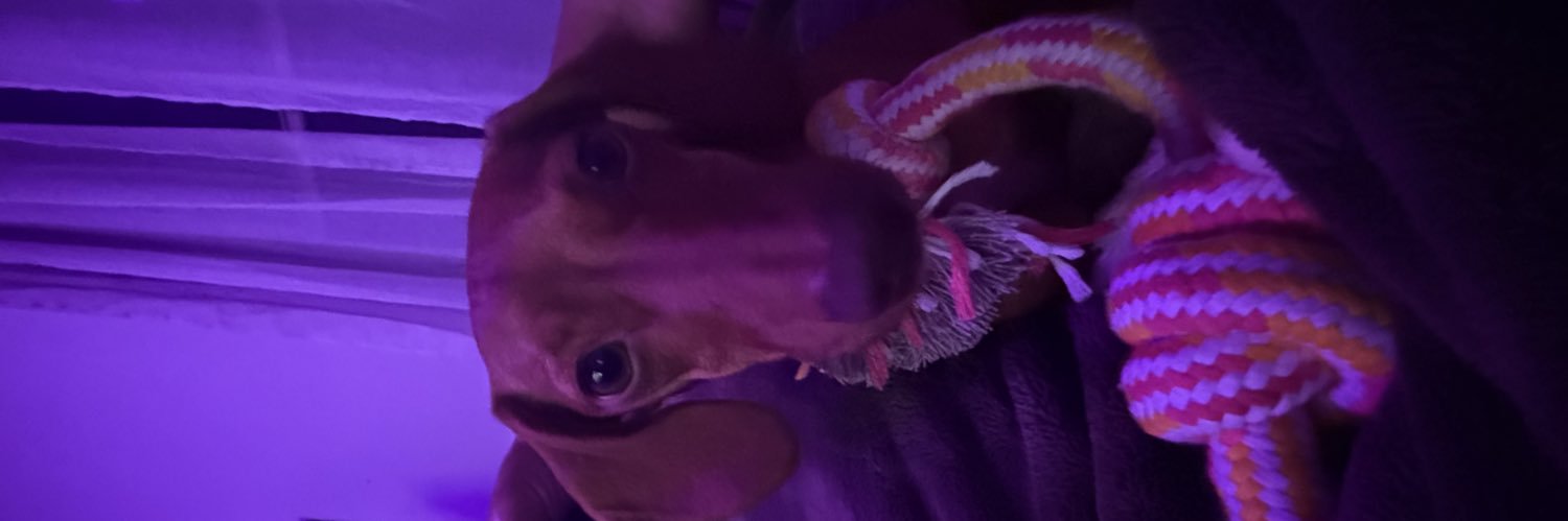litzyyn's profile banner image
