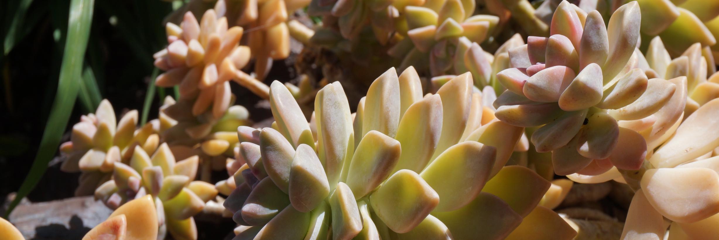 Clara Kliman-Silver banner