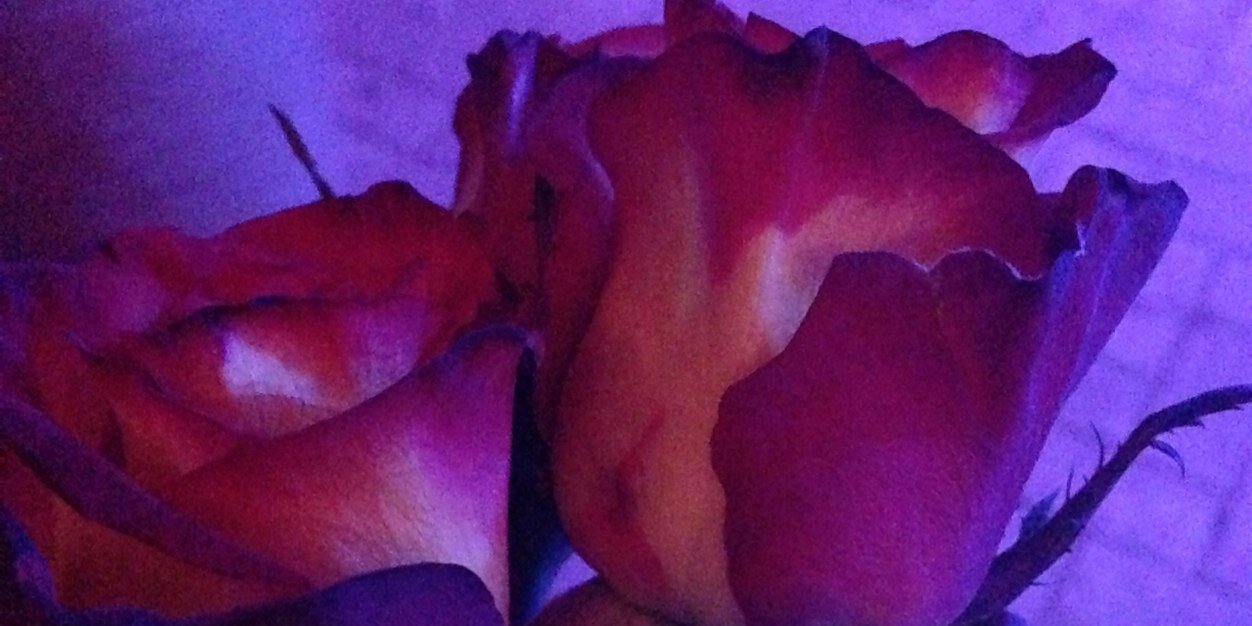 amandaaa_xo's profile banner image