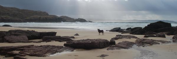 sjraouk Profile Banner