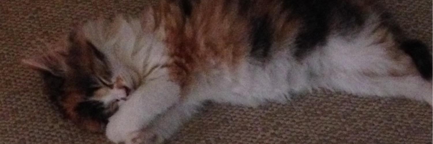 Adub4488's profile banner image