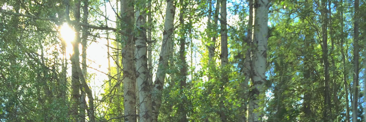 brough_julia's profile banner image