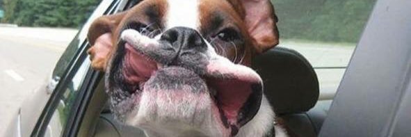 quislo's profile banner image