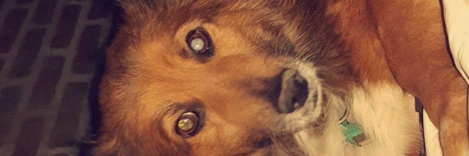 Ori_Lavin's profile banner image