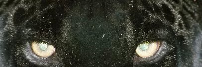 Alecon_1's profile banner image